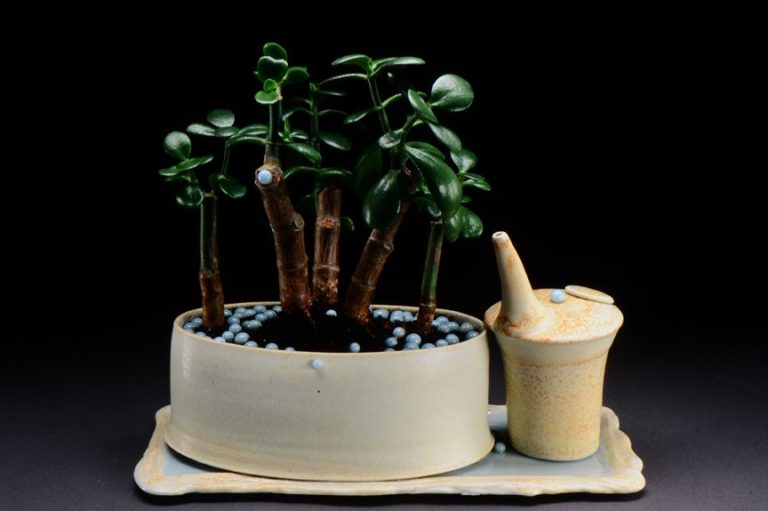  A jade plant is cultivated like bonsai. The beige oval planter sits on a wavy tray with a pouring vessel. Blue Kiln Jewels sit on the soil.